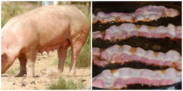 This Reddit Post Is Making People Vow Never to Eat Bacon Again | Blog | PETA Latino