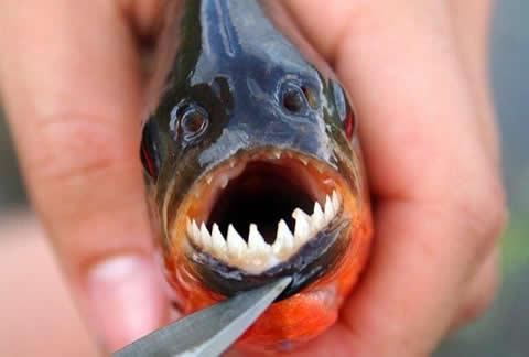 Los peces más peligrosos del mundo - EcologíaVerde