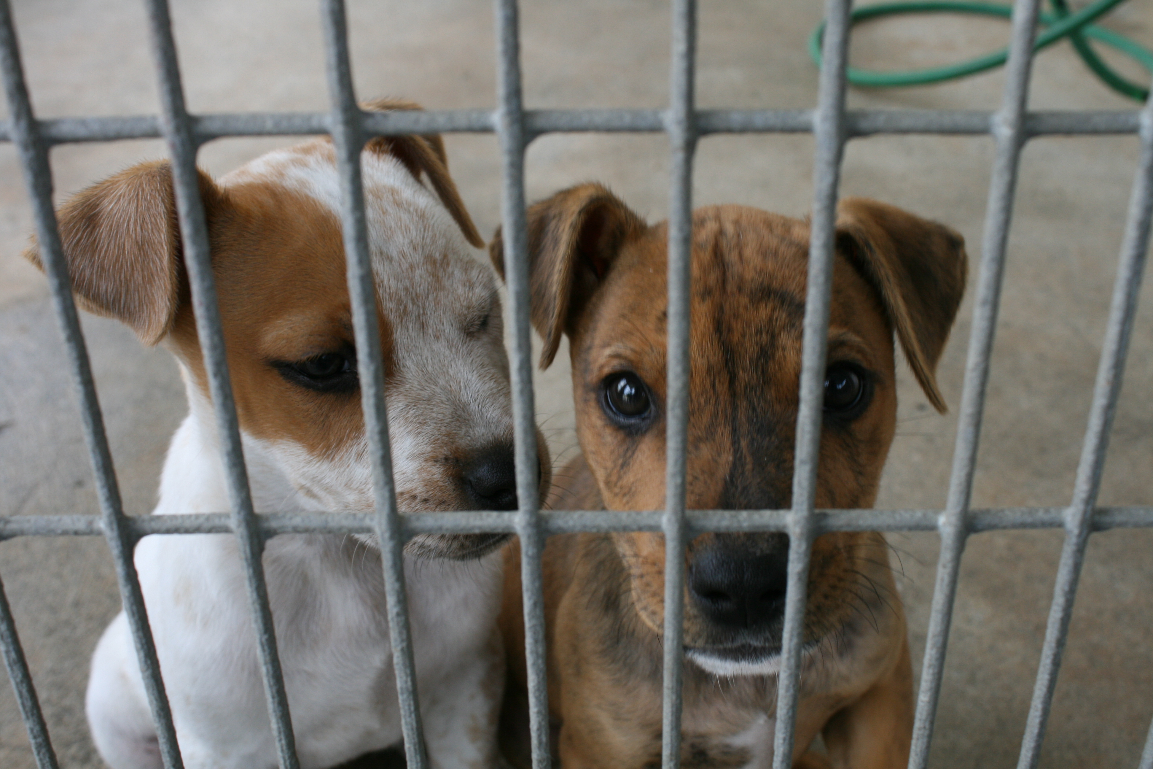 4 Reasons Never to Buy a Kitten or Puppy | Blog | PETA Latino