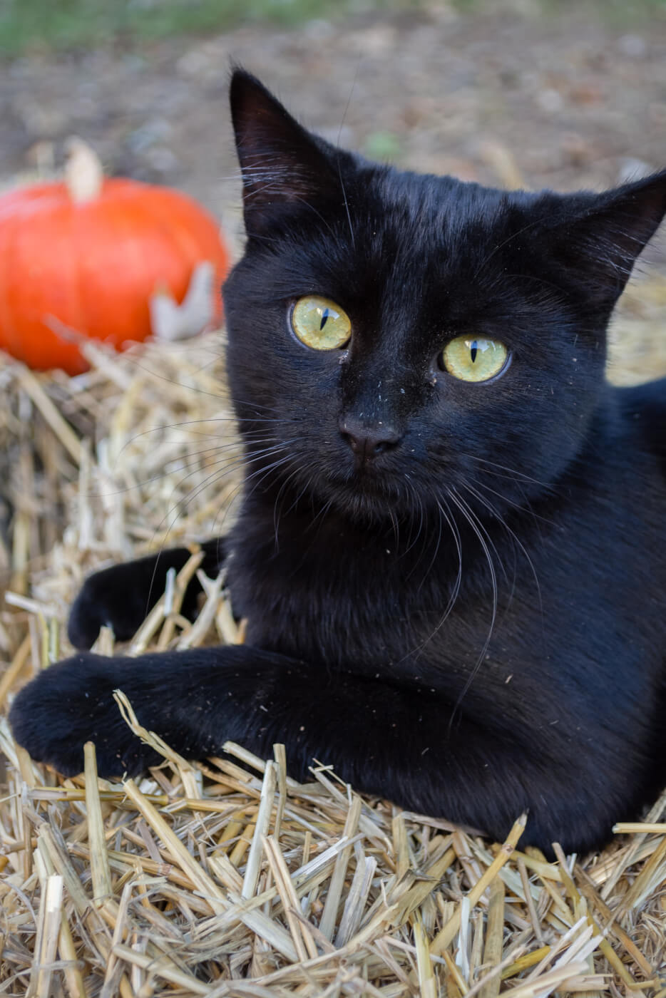 Este Halloween mantén a tus animales seguros y felices | Blog | PETA Latino