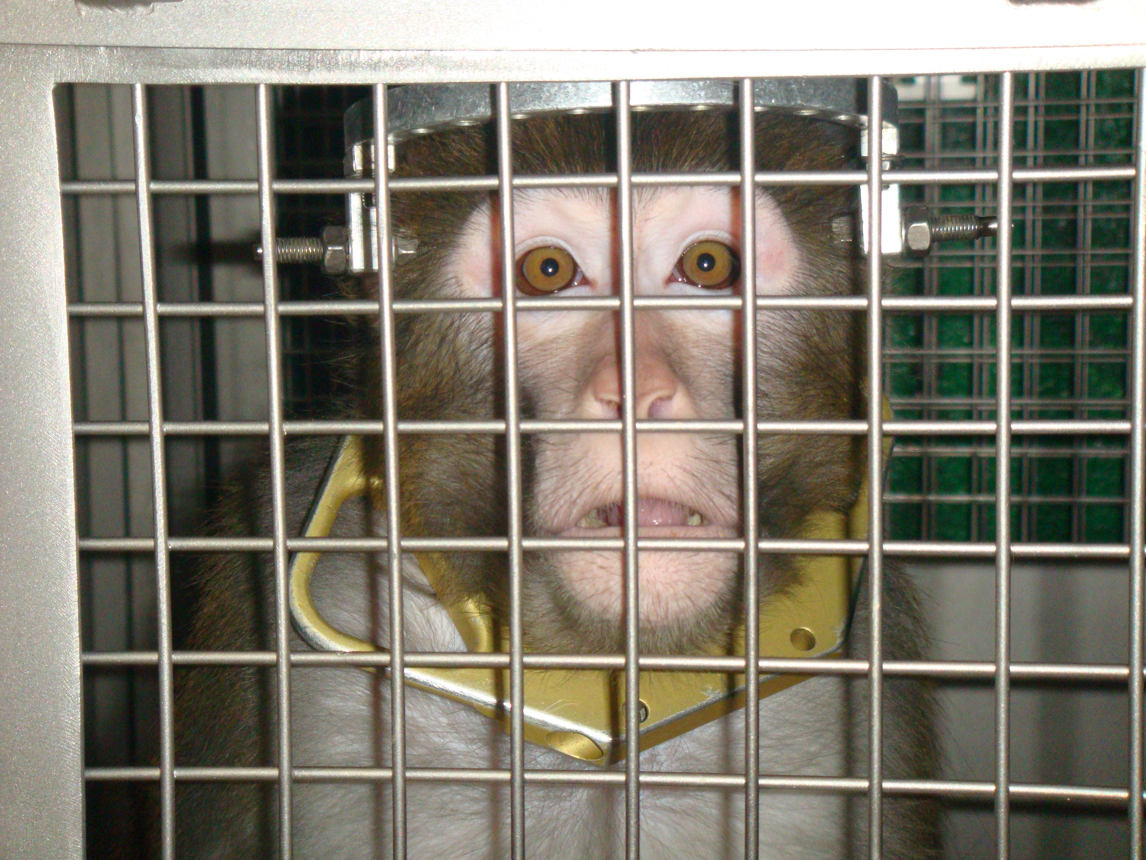 14 Eye-Opening Photos of Animals in Labs | Blog | PETA Latino