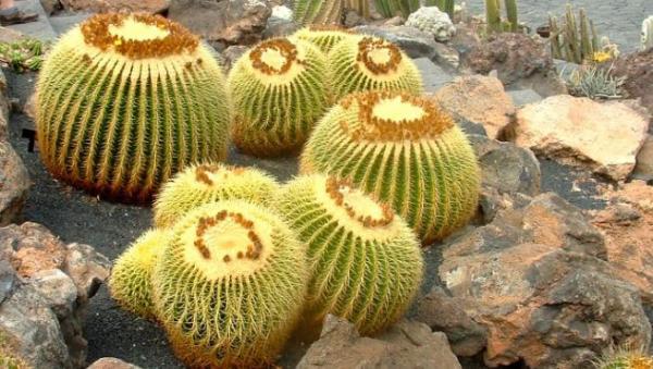 Cuidados del cactus asiento de suegra - EcologíaVerde