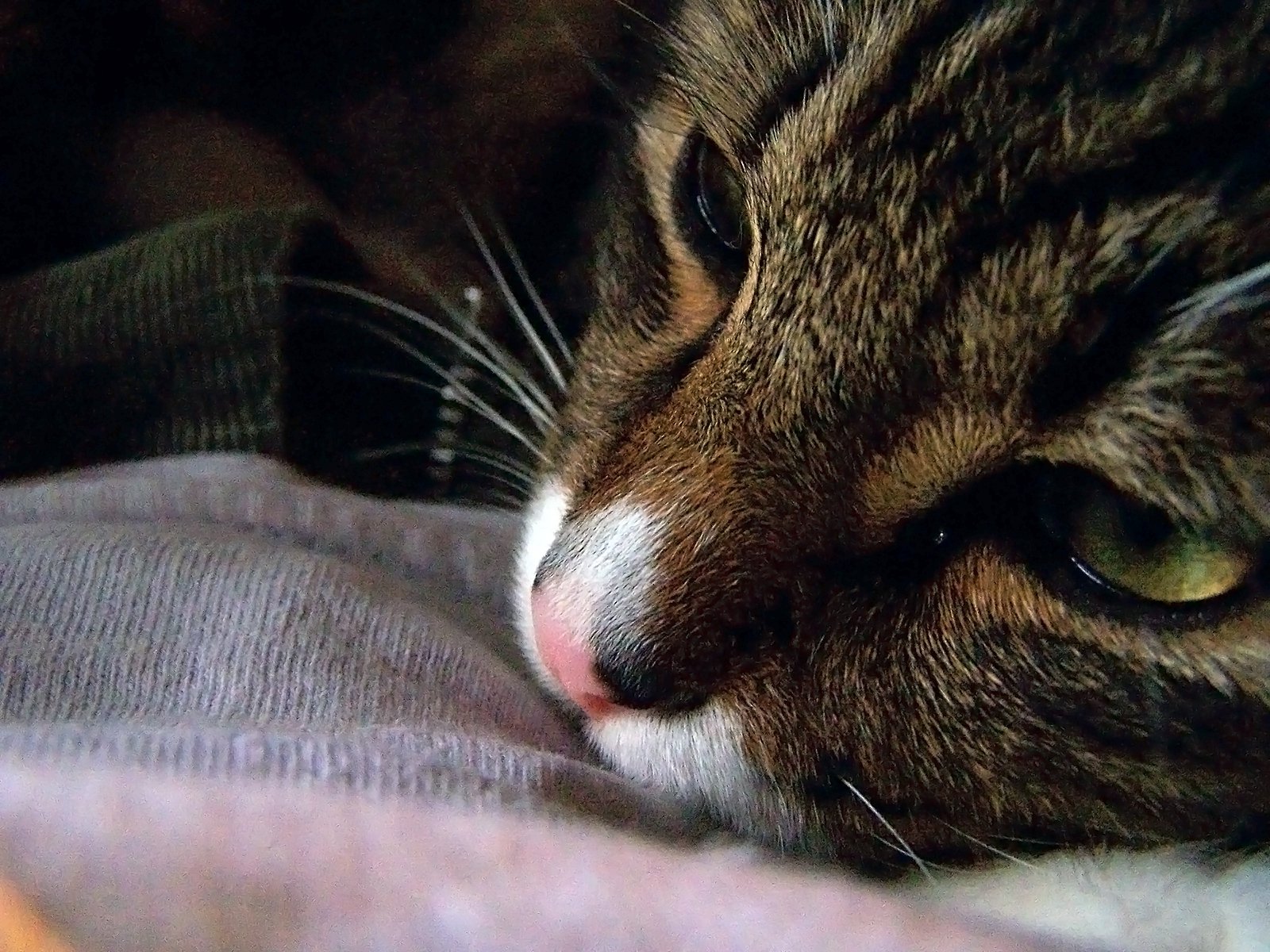 8 razones por las cuales nunca deberías desgarrar a tus gatos | Blog | PETA Latino