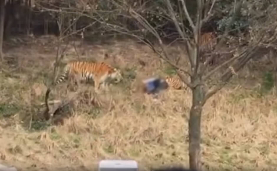 (Graphic) Man and Tiger Both Dead After Failed Zoo Break-In | Blog | PETA Latino