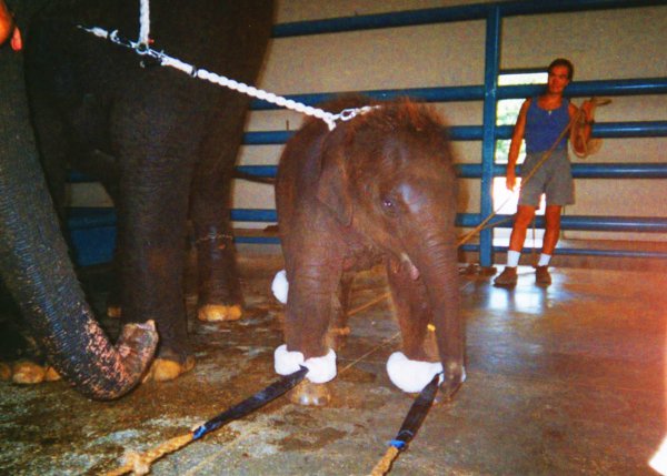 12 Things Ringling Doesn’t Want You to Know | Blog | PETA Latino