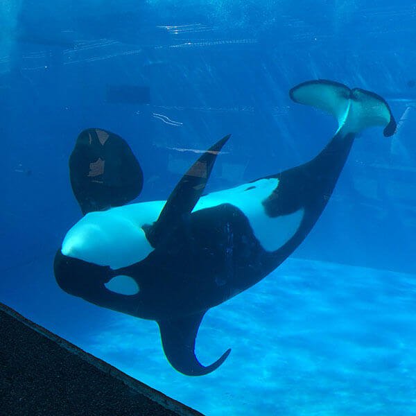El 60 por ciento de las muertes de orcas en SeaWorld pueden ser debido a infecciones | Blog | PETA Latino
