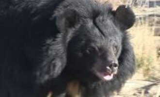 Bear Goes From Corn Crib to Colorado Countryside | Blog | PETA Latino