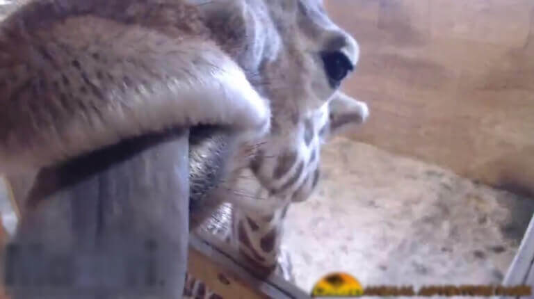 BREAKING NEWS: Live Video of Giraffe Birth Ends Tragically | Blog | PETA Latino