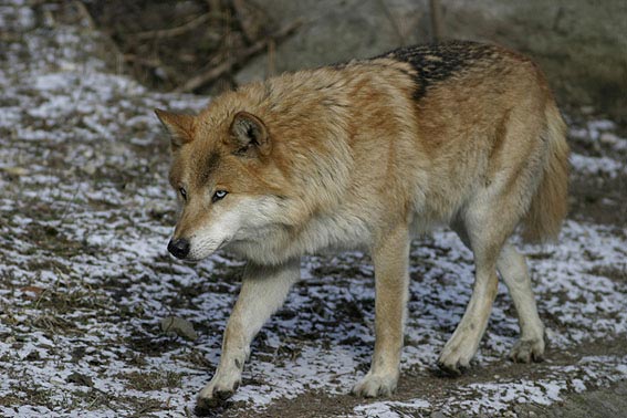 Wildtier-Lexikon: Wolf | EIN HERZ FÜR TIERE Magazin