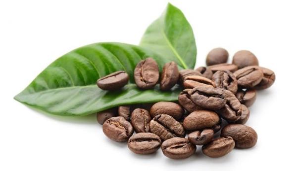 Cómo cultivar el café en casa - EcologíaVerde