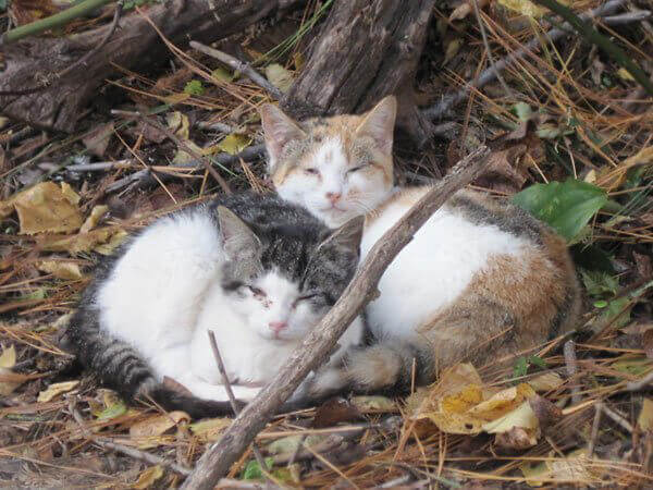 35 historias de horror de “gatos callejeros” | Blog | PETA Latino