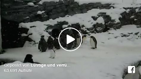Pinguin hüpft vor Freude | EIN HERZ FÜR TIERE Magazin