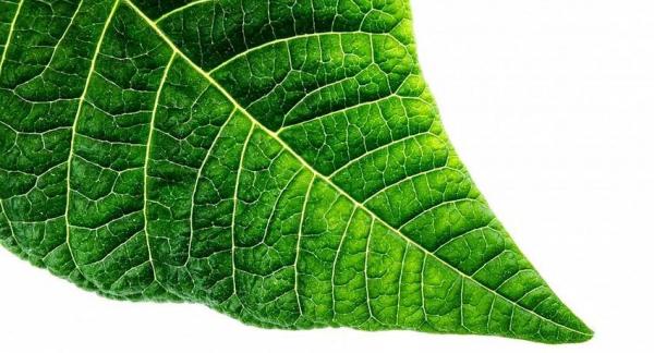 La fotosíntesis artificial que elimina CO2 y crea energía solar