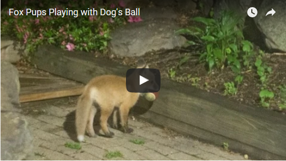 Fuchs-Babys entdecken einen Ball. Was dann passiert ist hinreißend | EIN HERZ FÜR TIERE Magazin