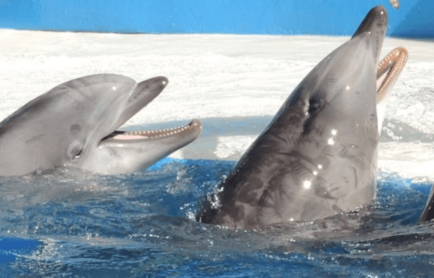Los delfines les dan las gracias a los legisladores de la ciudad de México | Blog | PETA Latino