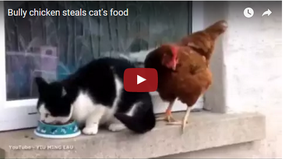 Was passiert, wenn eine Katze und ein Huhn auf das selbe Futter aus sind? Hier das lustige Ergebnis | EIN HERZ FÜR TIERE Magazin