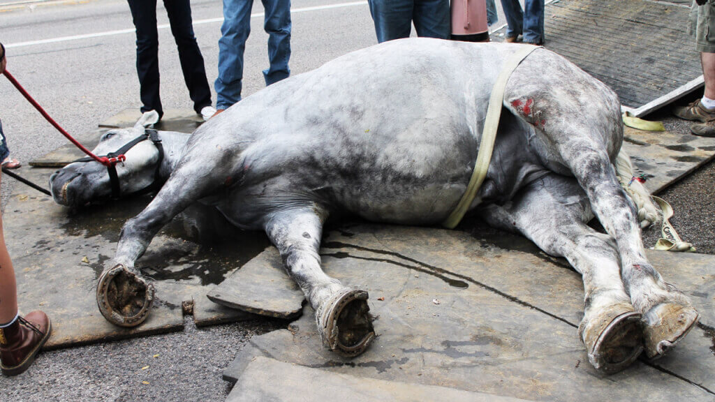 Carruaje halado por caballos deja un rastro de sangre en las calles de Charleston | Blog | PETA Latino