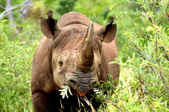 There Are Only Three Northern White Rhinos Left in the World | Blog | PETA Latino