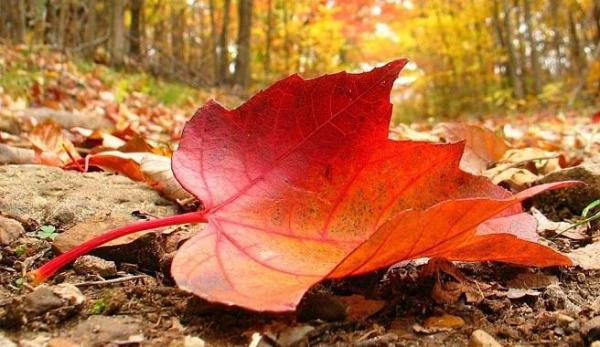 La importancia de retirar las hojas del suelo del jardín - EcologíaVerde