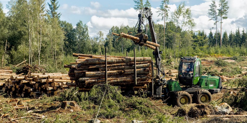 Waldrodung in Schweden: Zertifiziert, aber falsch - taz.de