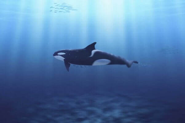 Actualización:California es el primer estado en prohibir la crianza de orcas en cautiverio | Blog | PETA Latino