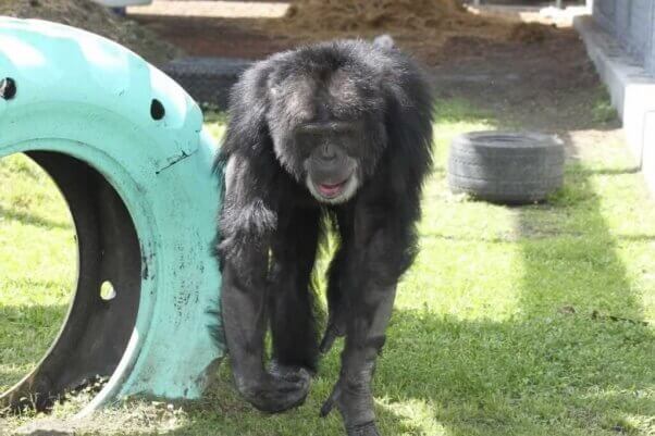 ¡Rescatado! Se termina el confinamiento solitario de un chimpancé | Blog | PETA Latino