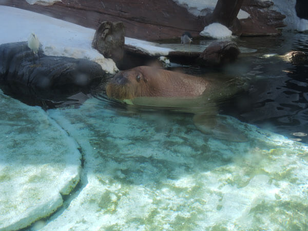 It’s OK to Cry for Obie the Walrus, Driven Psychotic by Living at SeaWorld for 18 Years | Blog | PETA Latino