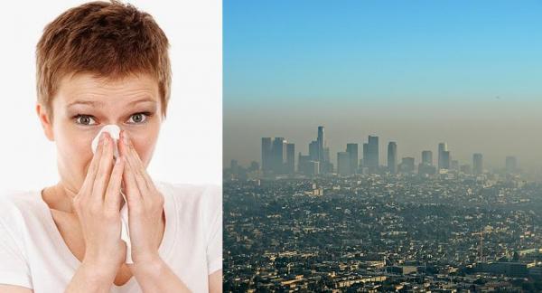Plagas y epidemias provocadas por la contaminación y el cambio climático