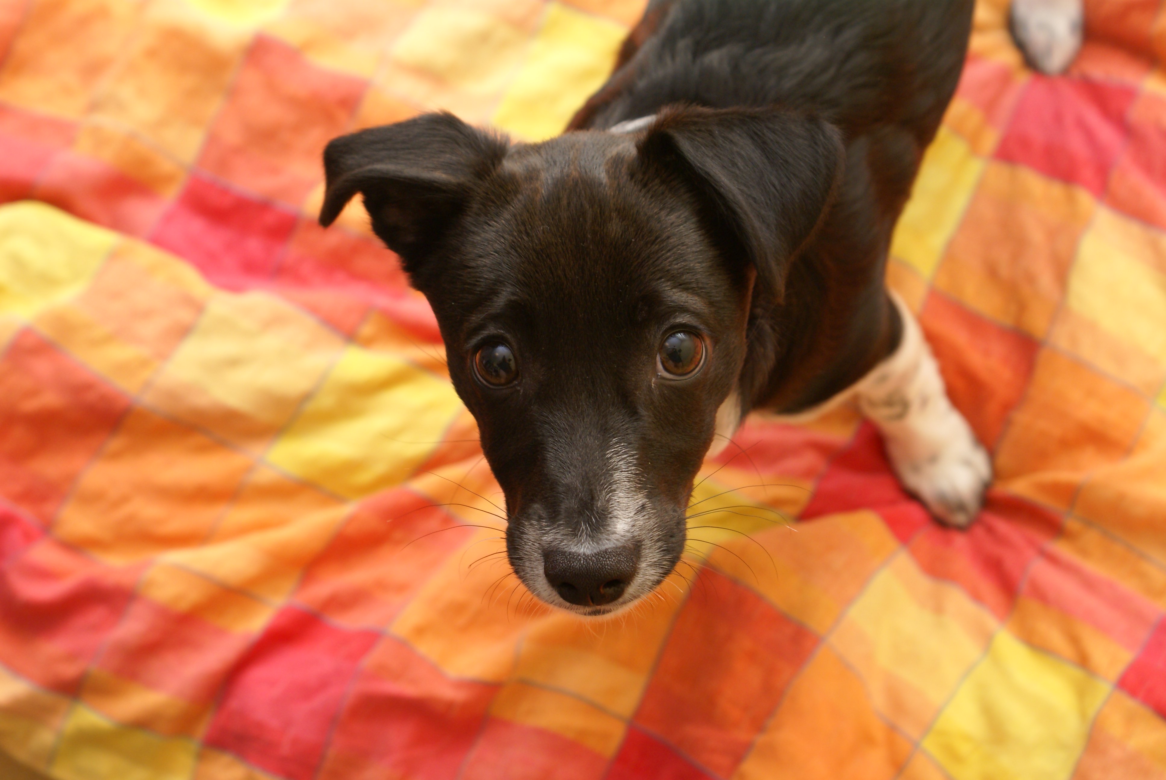 Maneras fáciles y sencillas de mantener a tu perro seguro mientras está solo en casa | Blog | PETA Latino