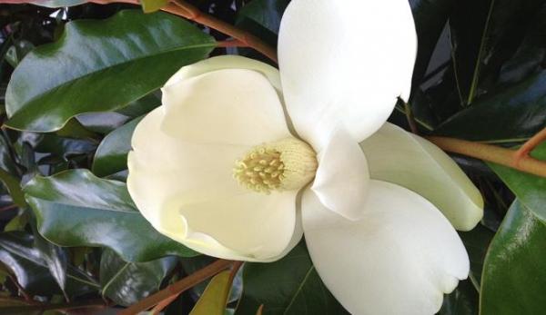 Cuidados del magnolio - EcologíaVerde