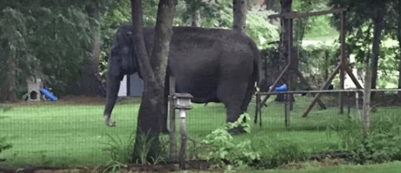 Run, Kelly, Run! Elephant Makes a Bid for Freedom | Blog | PETA Latino