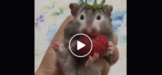Hamster isst Erdbeere | EIN HERZ FÜR TIERE Magazin