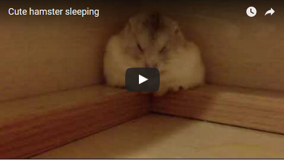 Dieser niedliche Hamster schläft seelenruhig. Doch plötzlich passiert etwas ganz unerwartetes. | EIN HERZ FÜR TIERE Magazin