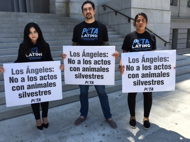 Rallying Call: Los Angeles Needs to Ban Wild Animals in Circuses | Blog | PETA Latino