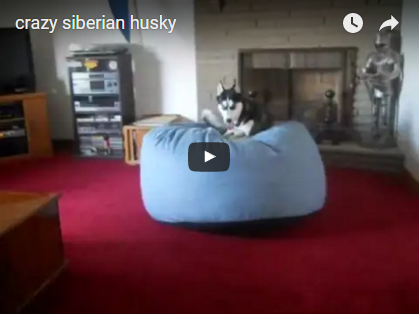 Wahnsinn mit welcher Energie dieser Siberian Huskey durch die Wohnung rennt | EIN HERZ FÜR TIERE Magazin