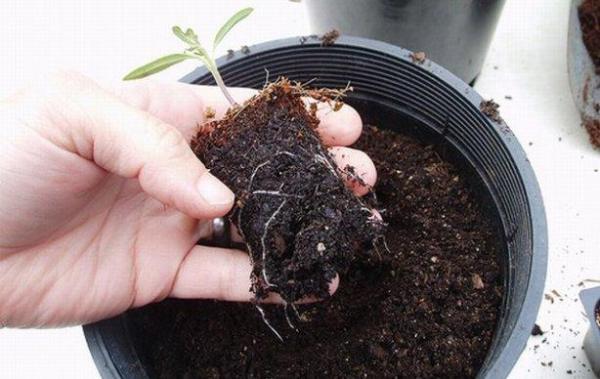 Consejos para evitar que la raíz de las plantas se pudra - EcologíaVerde