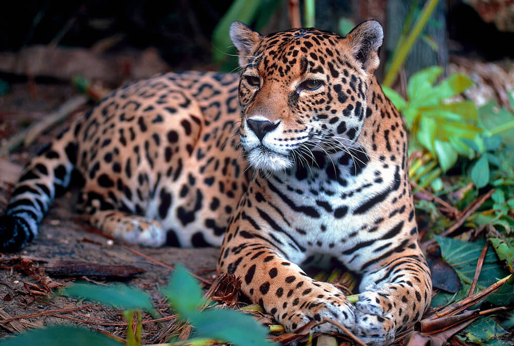 Ceremonia de la antorcha olímpica termina con la muerte a tiros de un jaguar en cautiverio | Blog | PETA Latino