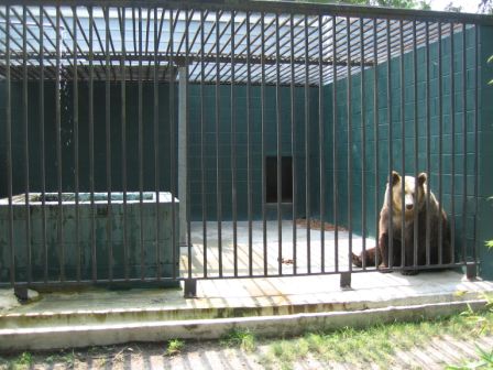 Bears in Hellhole Zoo Filmed Begging for Food, Eating Feces | Blog | PETA Latino