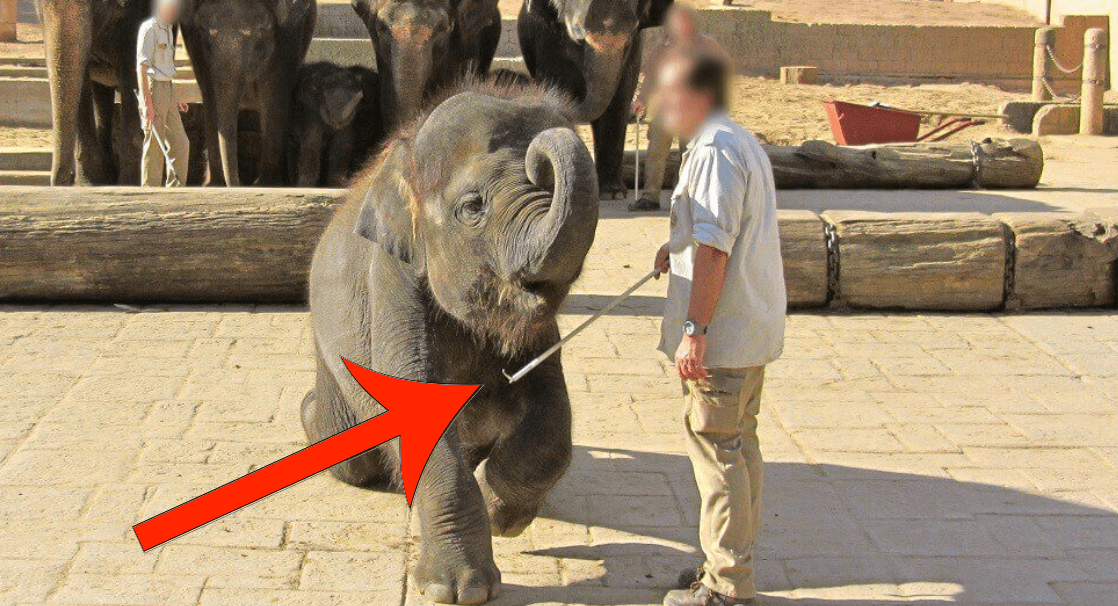 Zoológico de Hanover tortura a elefantes bebé | Blog | PETA Latino