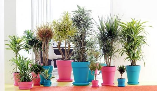 Las mejores plantas para la oficina - EcologíaVerde