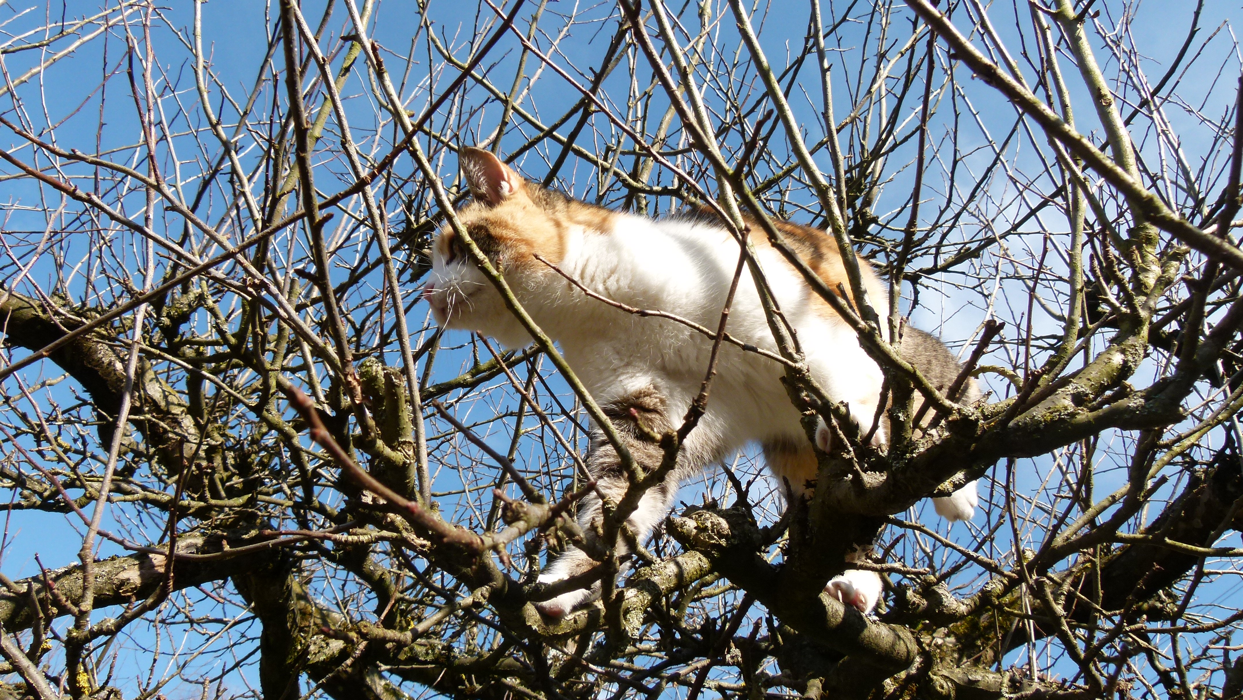 Hace falta todo un pueblo para salvar a un gato atrapado en un árbol | Blog | PETA Latino