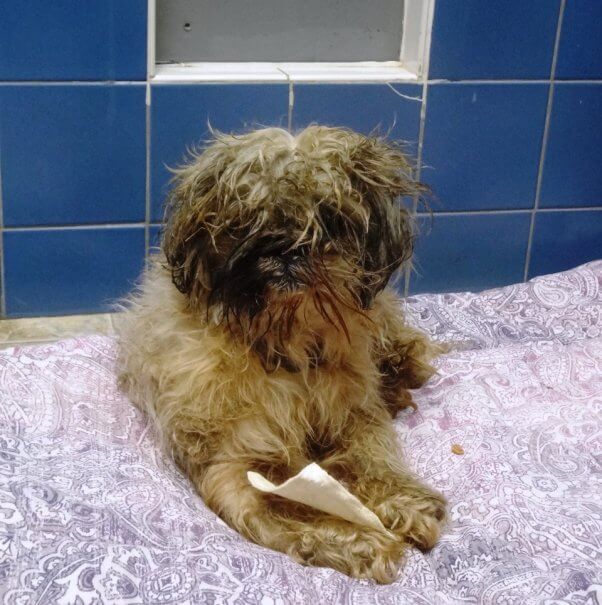 Video: Perro rescatado comparte su historia en una confesión con cartas | Blog | PETA Latino