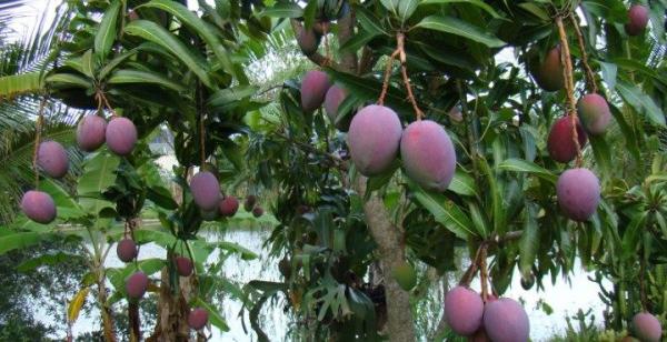 Cultivo y cuidados del árbol del mango - EcologíaVerde