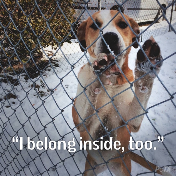 10 Reasons Why Dogs Should Stay Indoors in the Winter (and Always) | Blog | PETA Latino