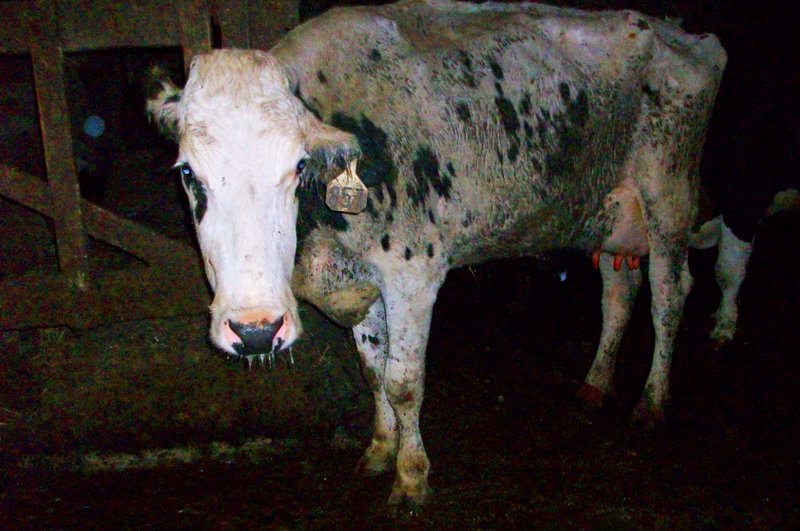 Una Vaca Caída: La historia real de un animal anónimo nacido dentro de la industria de la carne | Blog | PETA Latino