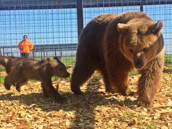¡Rescatados! 13 osos ganan una nueva oportunidad en la vida | Blog | PETA Latino