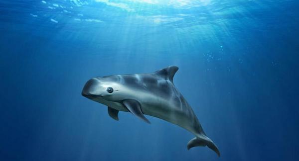 Objetivo a la desesperada: salvar a la vaquita marina - EcologíaVerde