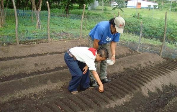 Preparar la tierra para sembrar hortalizas - EcologíaVerde