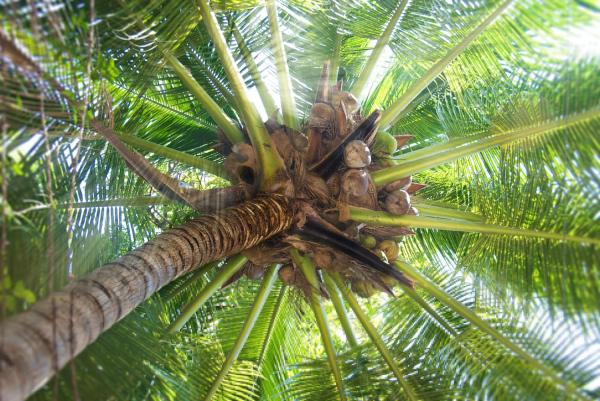 Plantar y cuidar una palmera - EcologíaVerde
