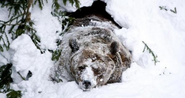 ¿Cómo hibernan los osos? - EcologíaVerde